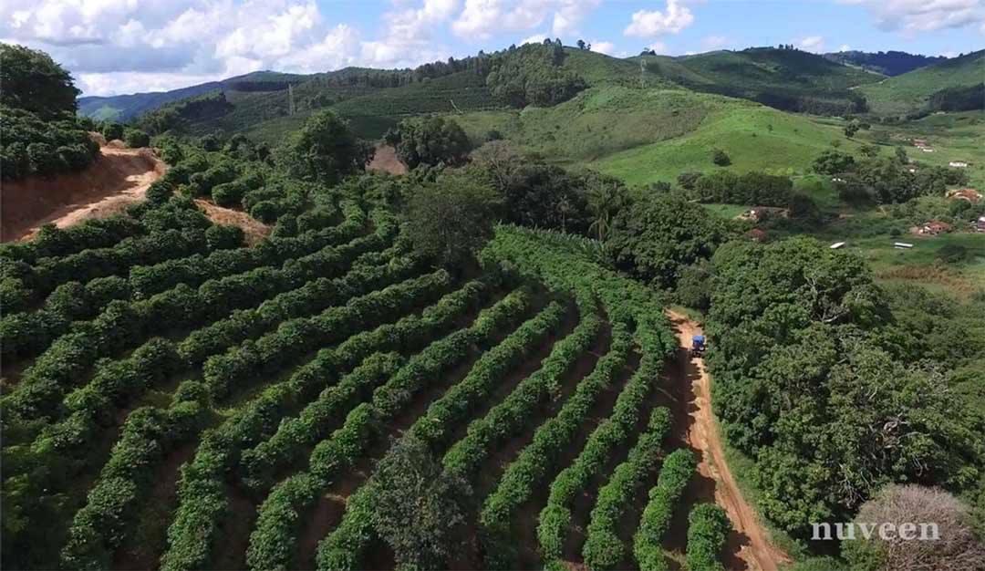 photo of a coffee field