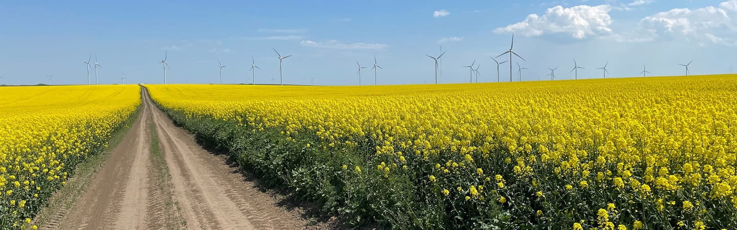 A road through a field of rapeseed