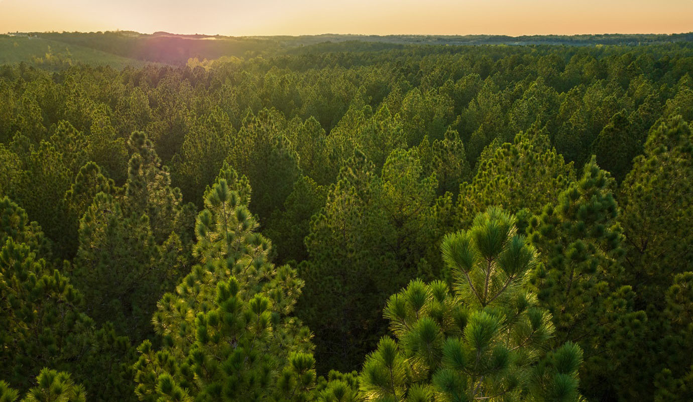 A forest under a sunny sky