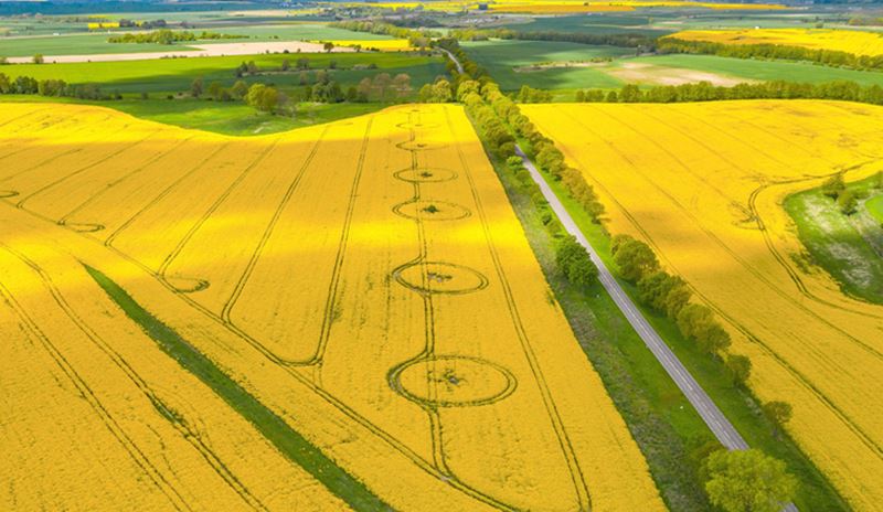 Terreni agricoli pronti per il raccolto