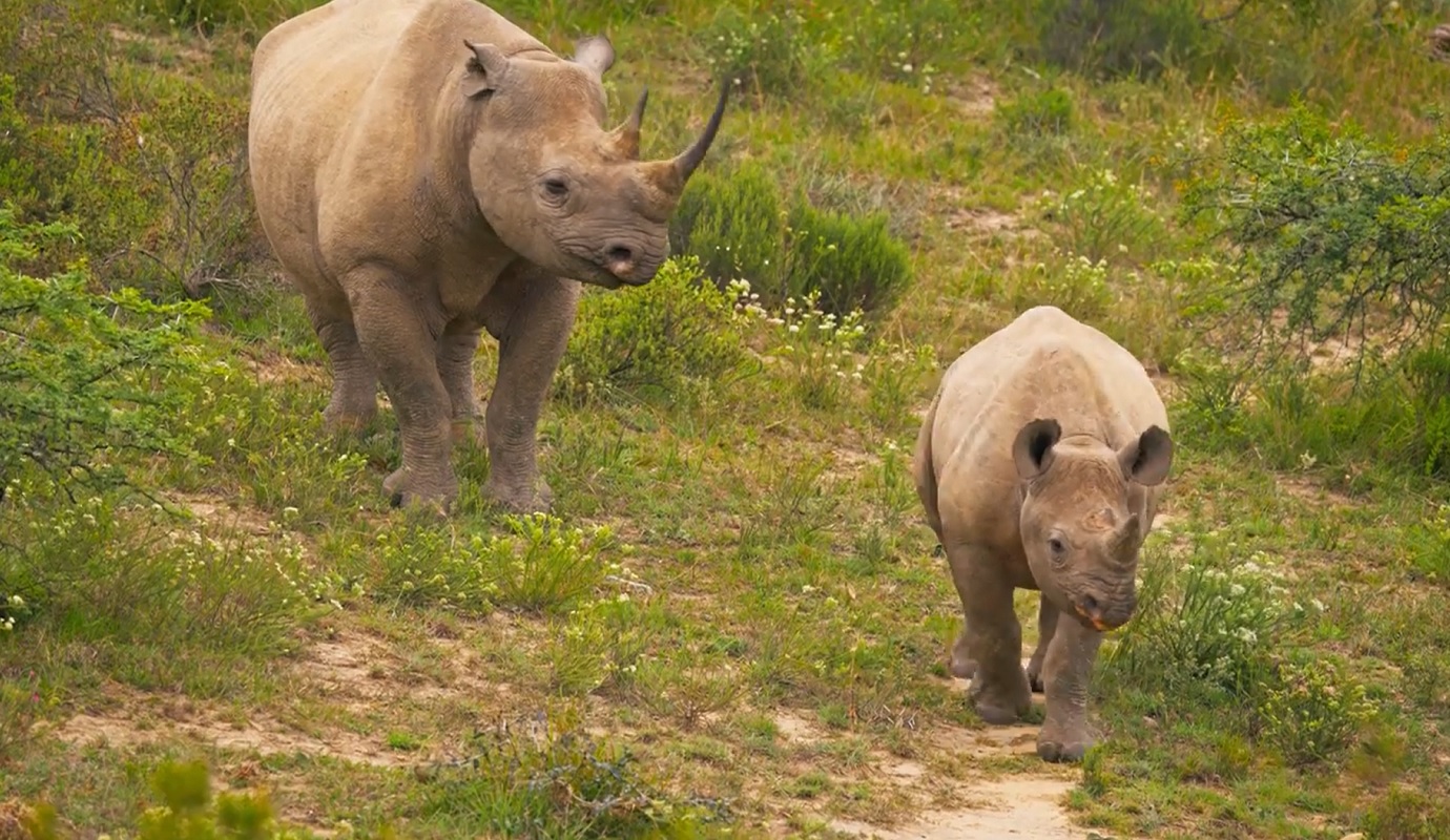 Two rhinos in the wild