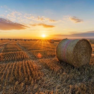 Field of stray and hay